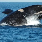 whales in puerto madryn