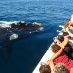 Excursion whales