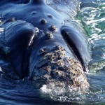 whales patagonia