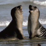 Lobos marinos puerto madryn