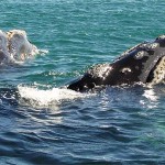 whales in the south